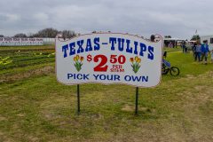 Texas Tulips - Seay Realty Group's Adventure