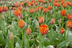 Texas Tulips - Seay Realty Group's Adventure