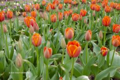 Texas Tulips - Seay Realty Group's Adventure