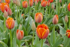 Texas Tulips - Seay Realty Group's Adventure