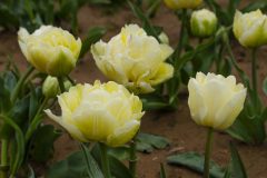 Texas Tulips - Seay Realty Group's Adventure