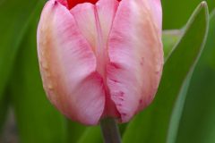 Texas Tulips - Seay Realty Group's Adventure
