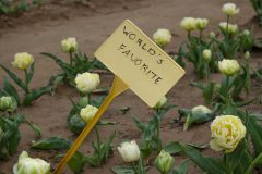 Texas Tulips - Seay Realty Group's Adventure