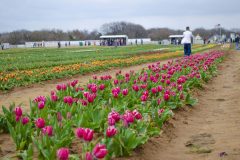 Texas Tulips - Seay Realty Group's Adventure