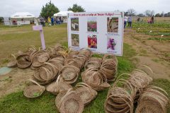 Texas Tulips - Seay Realty Group's Adventure