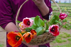 Texas Tulips - Seay Realty Group's Adventure