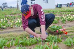 Texas Tulips - Seay Realty Group's Adventure