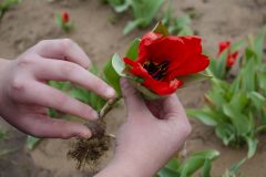 Texas Tulips - Seay Realty Group's Adventure