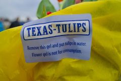 Texas Tulips - Seay Realty Group's Adventure