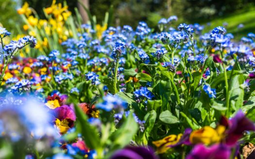 purple and blue flowers