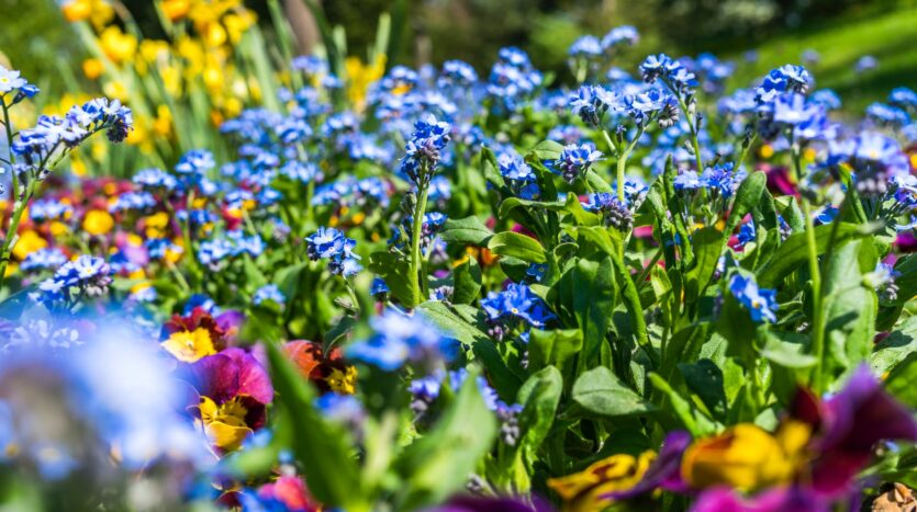 purple and blue flowers