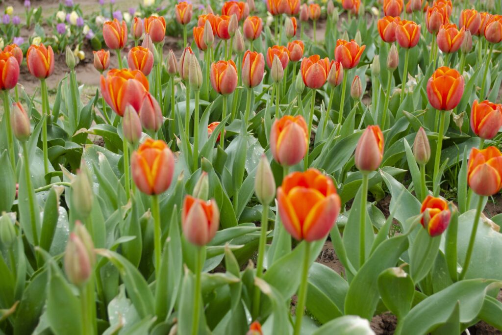 Texas-Tulips