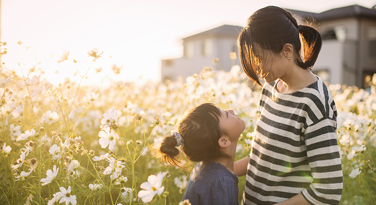 Sunset time,Mother and daughter with Cosmos flowers,Girl of 7 years old,Japanese family,Japan