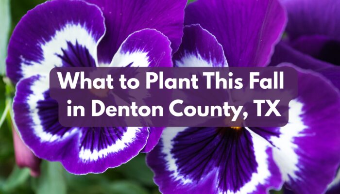 What to Plant This Fall in Denton County